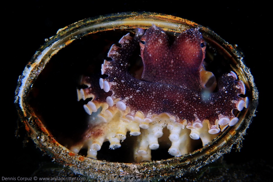 Anilao underwater macro photography using Olympus Tought TG5 and Tough TG4